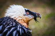 © jurra8 - bearded vulture
