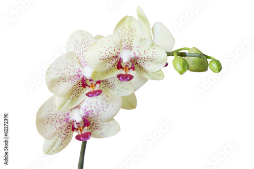 Obraz na płótnie canvas czteroczęściowy "tetraptyk" Orchidea