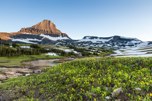 Glacier National Park - Reynolds Mountain Over Wildflower Field