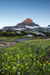 Wall Mural - Glacier National park - Reynolds Mountain over wildflower field