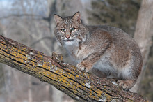 Bobcat (Lynx Rufus) Crouches On Branch Looking Left