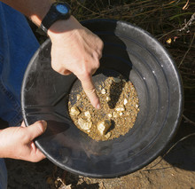 Close Up Of Man's Hand Pointing At Gold While Panning For Gold 