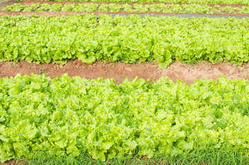 fresh green lettuce on vegetable plot.