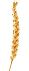 Poster - illustration with single gold ear of wheat