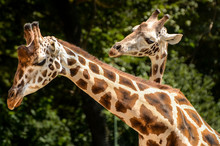 Giraffe - Giraffa Camelopardalis