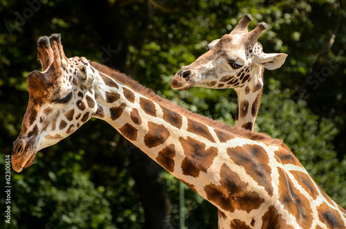 Board z aluminiowym obramowaniem Żyrafa - giraffa camelopardalis