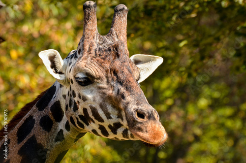 Board z aluminiowym obramowaniem Żyrafa - giraffa camelopardalis