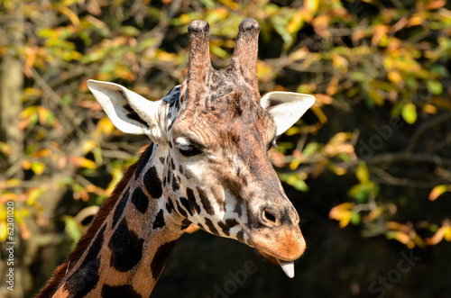 Board z aluminiowym obramowaniem Żyrafa - giraffa camelopardalis