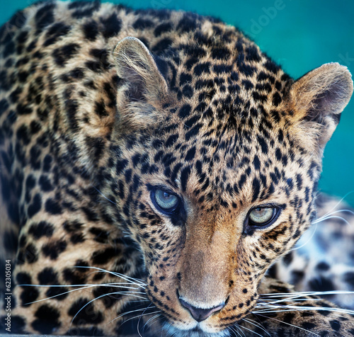 Obraz w ramie Leopard