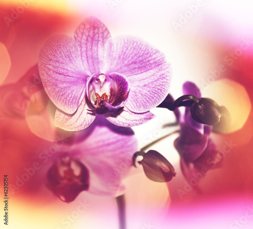 Plakat na papierze fotorealistycznym Orchidea