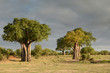 baobab dans la savane