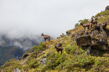 Wild Goats In Himalaya Mountains