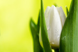 Fototapeta Tulipany - white tulip