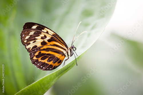 Board z aluminiowym obramowaniem Motyl