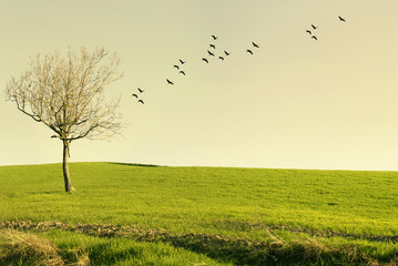 Poetic landscape at sunset