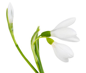 Poster - Beautiful snowdrops, isolated on white