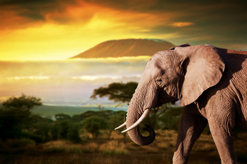 Wall Mural - elephant on savanna. mount kilimanjaro at sunset. safari