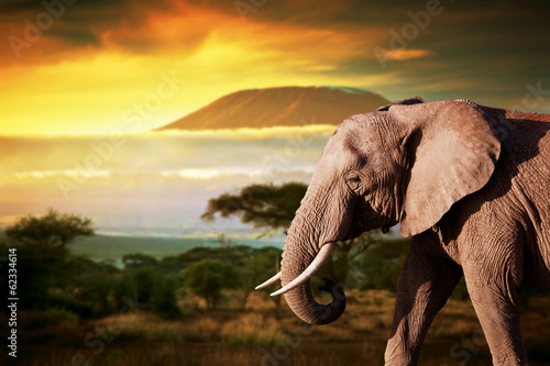 Naklejka ścienna Elephant on savanna. Mount Kilimanjaro at sunset. Safari