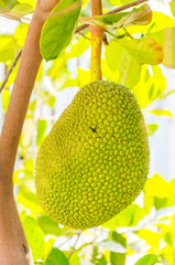 Wall Mural - jackfruit