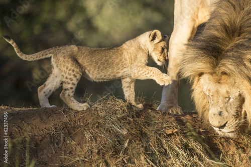 Board z aluminiowym obramowaniem Afrykański lew mężczyzna i młode (panthera leo) republika południowej afryki