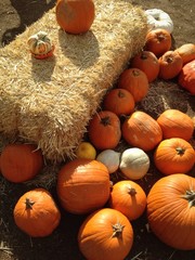 pumpkins and hay bale in rural pumpkin patch setting.