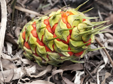 Australiana, Fruit Cone Of Ancient Plant, Cycad Macrozamia