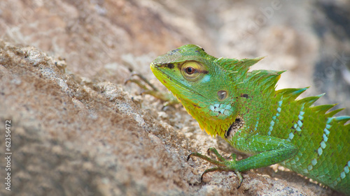 Naklejka samoprzylepna Zielony kameleon na piasku