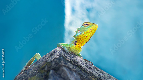 Naklejka samoprzylepna Zielony kameleon