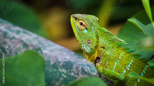 Naklejka samoprzylepna Zielony kameleon