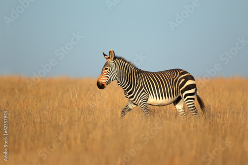 Board z aluminiowym obramowaniem Cape Mountain zebra, park narodowy zebra górskich