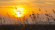 Sunrise over reed in a field in winter