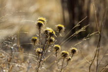 Dry Yellow Flower In The Field