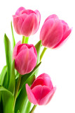 Fototapeta Tulipany - bouquet of pink tulips isolated