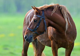 Wall Mural - Horse