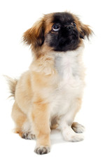 Poster - Puppy dog sitting on white background