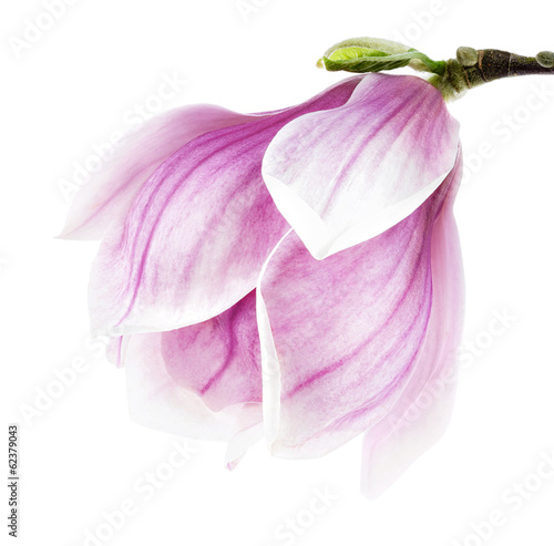 Magnolienblüte auf weiß