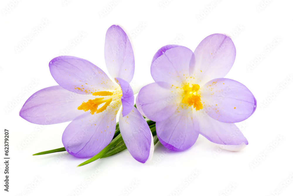 crocus - spring flowers - obrazy, fototapety, plakaty 