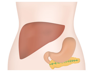 Wall Mural - Abdominal Organs Liver Stomach Pancreas