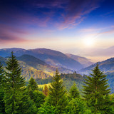 Fototapeta Góry - pine trees near valley in mountains and summer forest on hillsid