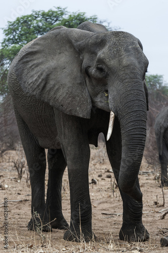 Plakat na papierze fotorealistycznym Elefant, park botswany w chobe