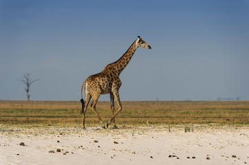 Wall Mural - Giraffe im Chobe Park, Botswana