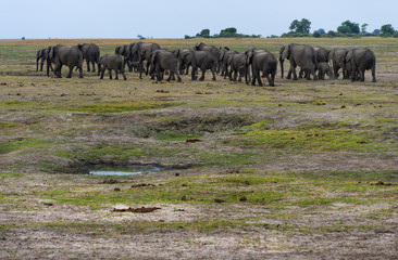 Wall Mural - Elefantenherde , Chobe Park Botswana