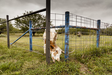 grass is always greener