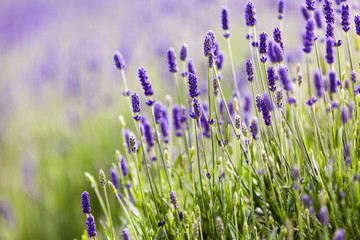 Lavendar closeup