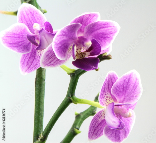 Plakat na papierze fotorealistycznym Piękna różowa orchidea