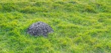 Freshly Digged Molehill In Grass