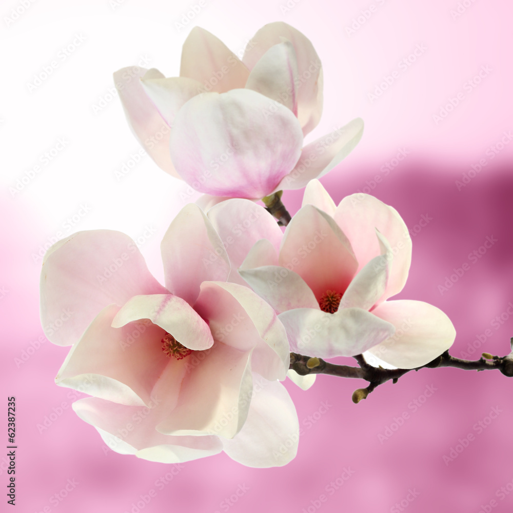 magnolia - obrazy, fototapety, plakaty 
