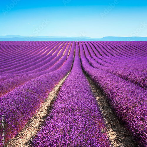 Naklejka - mata magnetyczna na lodówkę Lavender flower blooming fields endless rows. Valensole provence