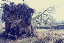 Root System Of A Tree Felled In A Storm