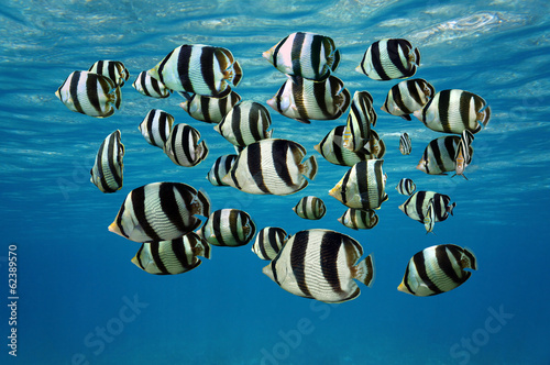 Fotoboard na płycie Shoal z tropikalnych ryb paskowanych butterflyfish
